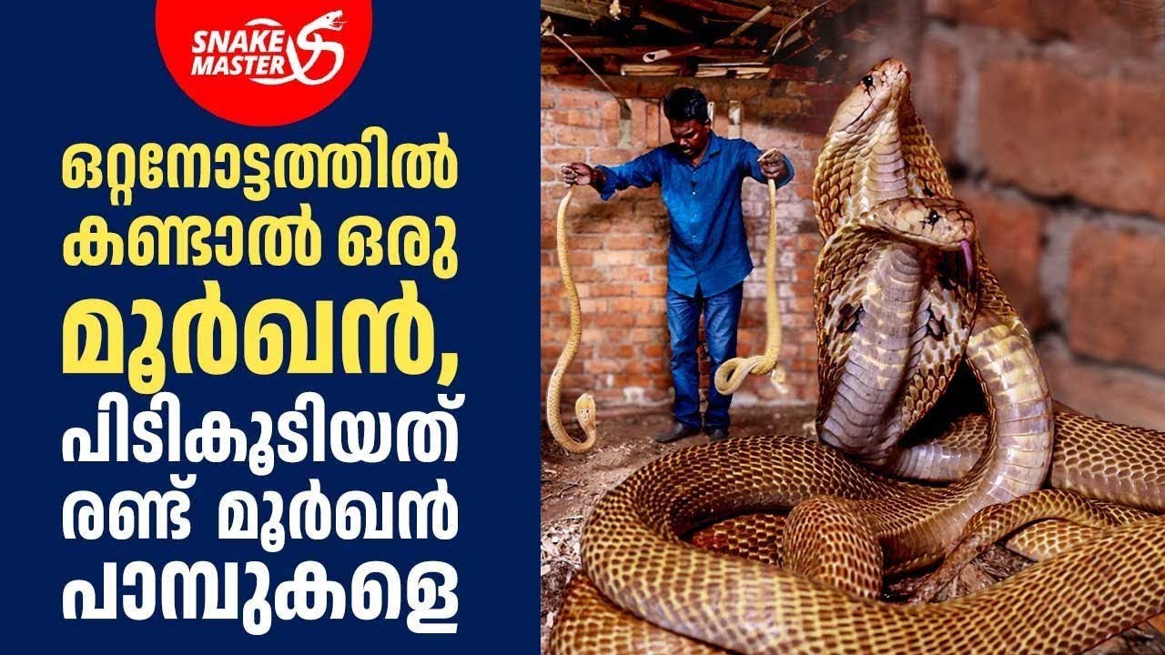 EP 21 | രണ്ട് മൂർഖൻ പാമ്പുകളെ കണ്ട നായ | Cobra Rescue | Vava Suresh | Snakemaster