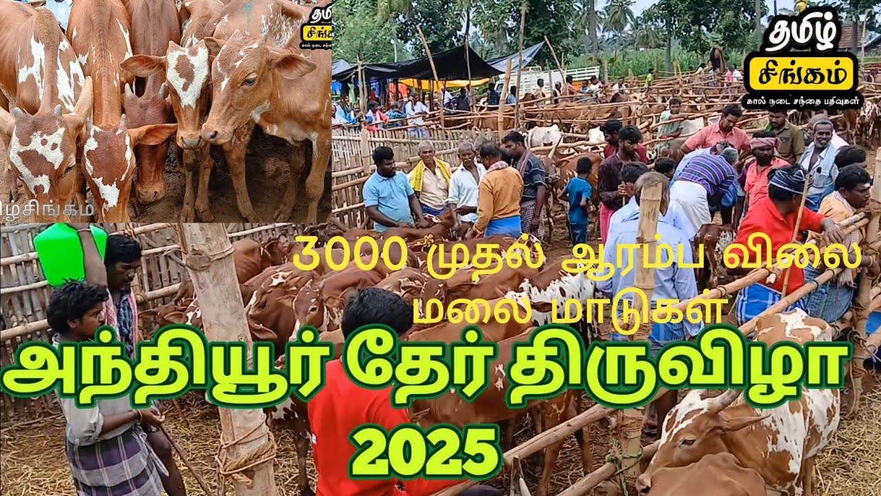 அந்தியூர் தேர் திருவிழாவில் பர்கூர் மலை மாடுகள் விலை நிலவரம் #அந்தியூர் #cow #bull #tamilsingam 