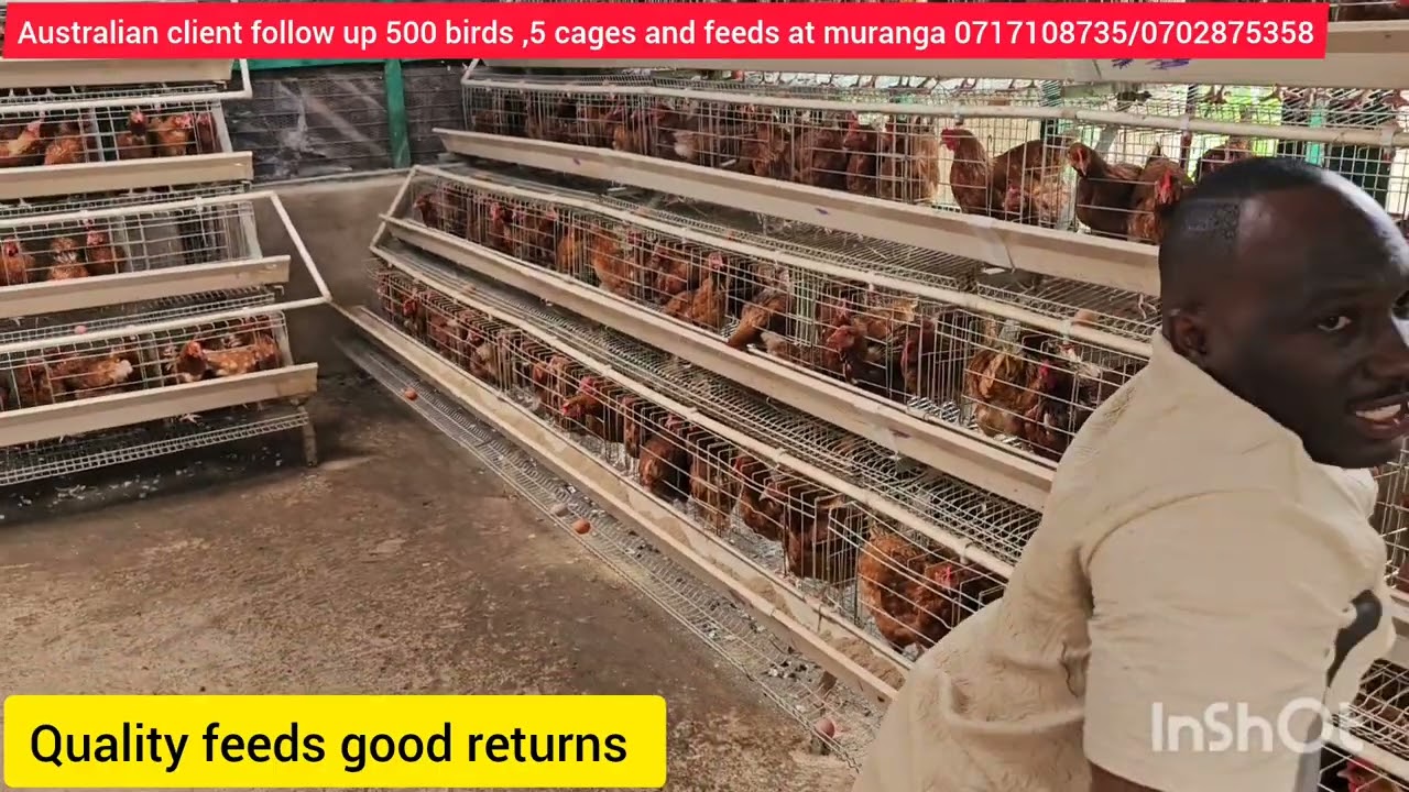HOW MY AUSTRALIA 🇦🇺 CLIENT  PROJECT OF 500 BIRDS ,CAGE AND FEEDS IN ABSENTIA AT MURANGA 0717108735