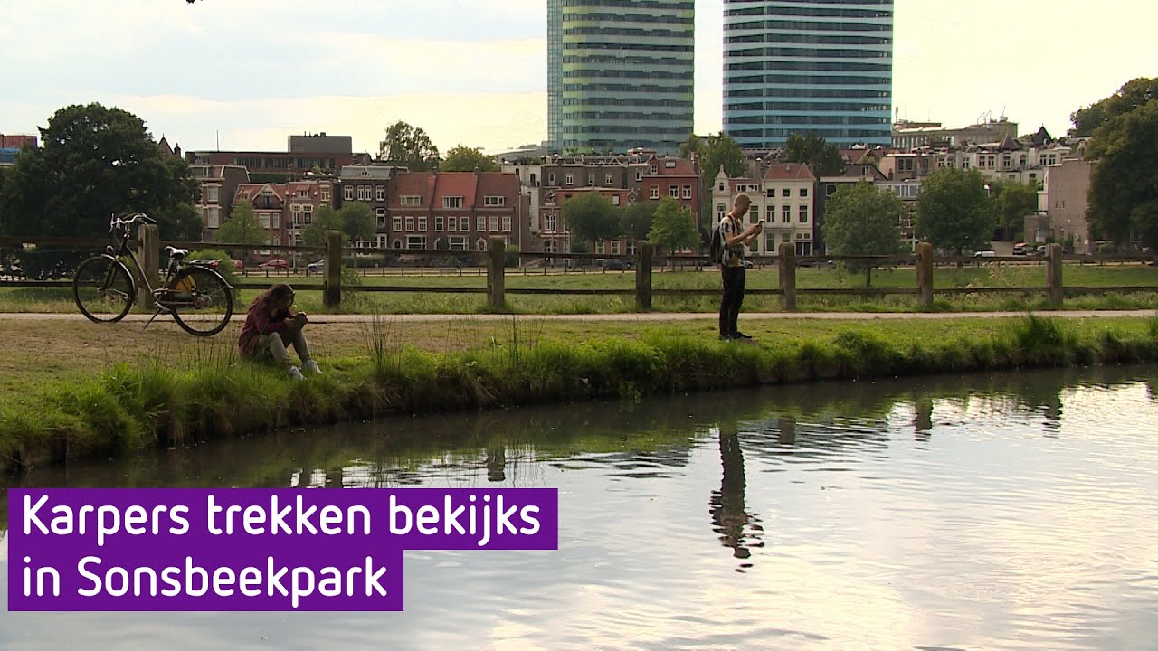Karpers trekken bekijks in Sonsbeekpark