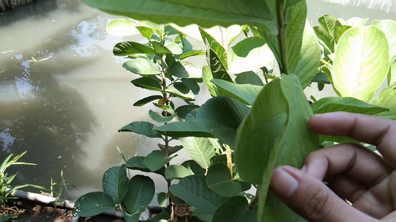 Ciri-ciri Jambu Merah Tanpa Biji Atau Sukun Merah