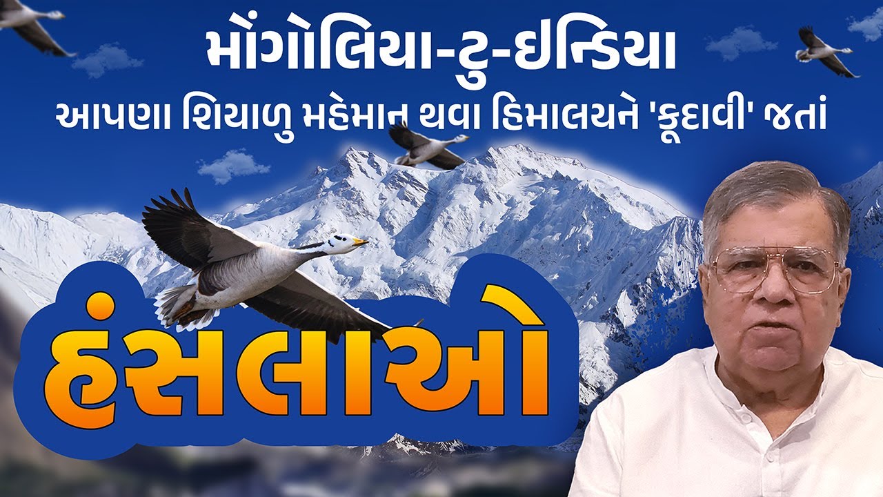 હિમાલય કૂદાવી જતાં હંસ: Bar-headed Goose ની અદભૂત યાત્રા | Nagendra Vijay