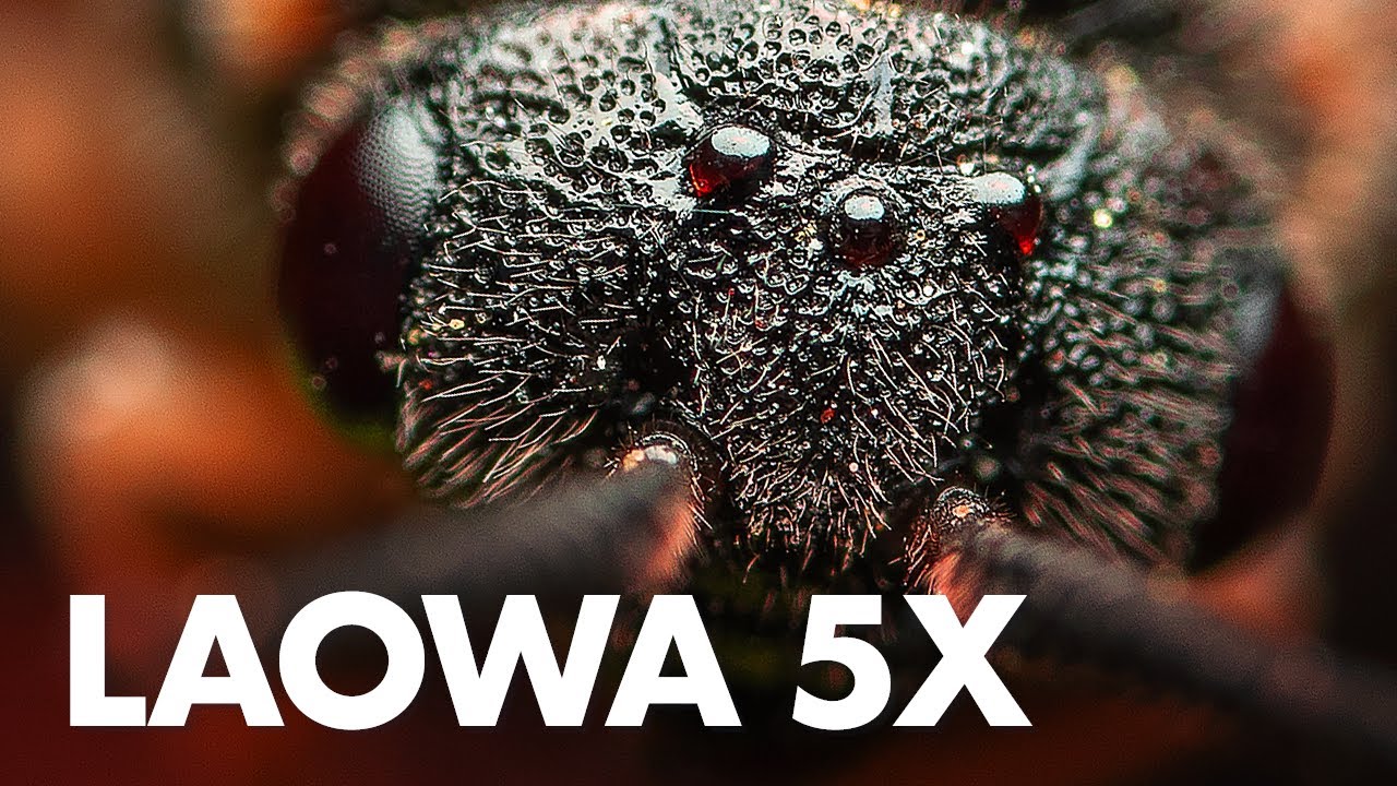 Laowa 25mm f/2.8 2.5-5x Ultra Macro Lens Review with Sample Photos
