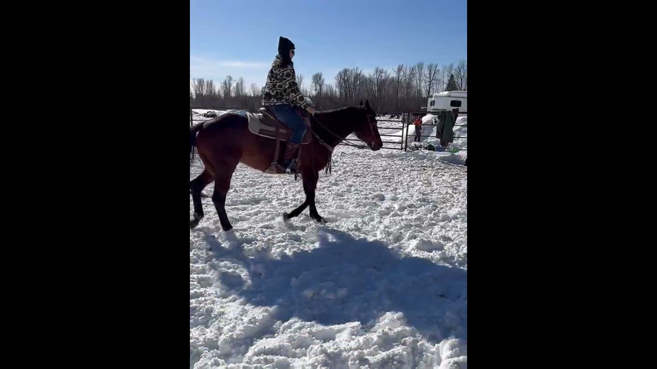 “Deloris” 2008 AQHA Trail/Ranch mare for sale 