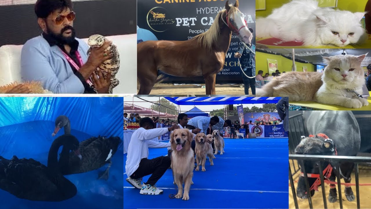 Chikoti Praveen Pet Carnival Show || Hyderabad Pets Show || Telangana Canine Association ||