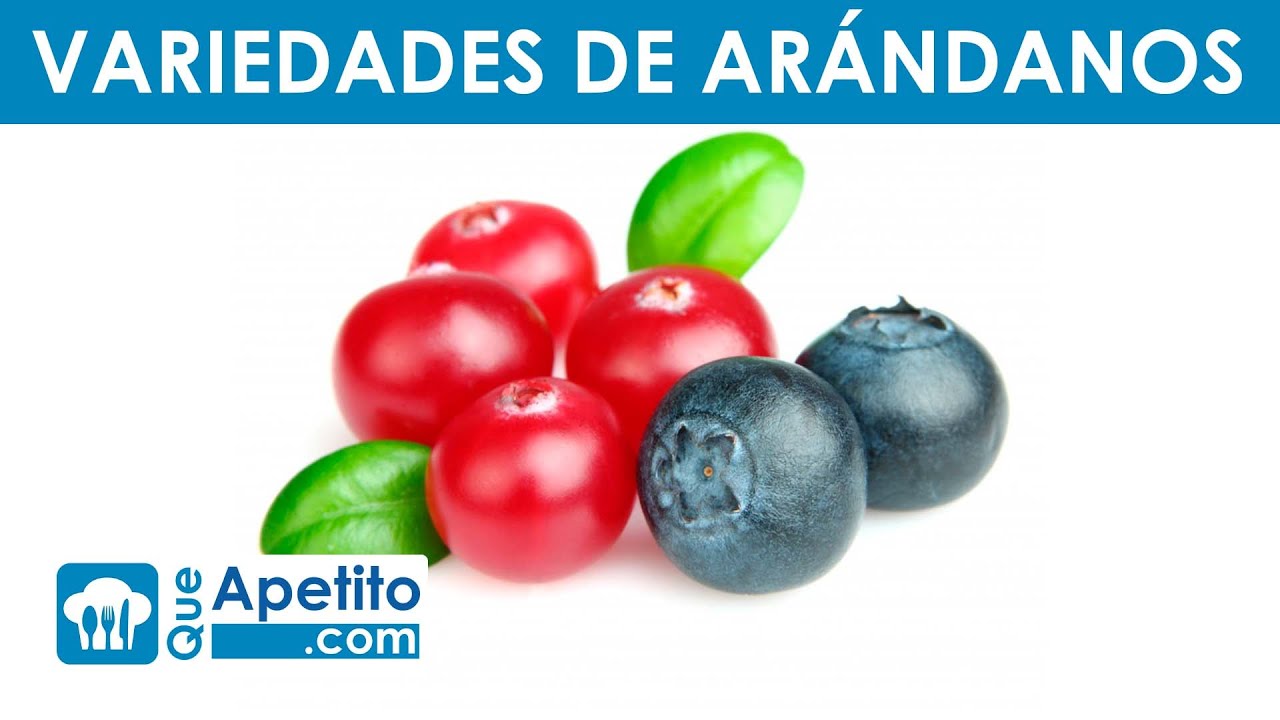 Variedades de Ar&aacute;ndanos | QueApetito