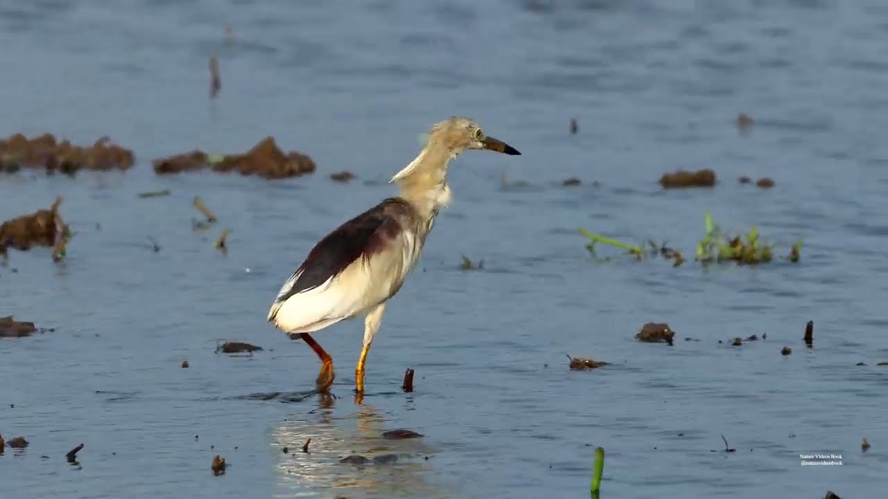 Indian pond heron #birds