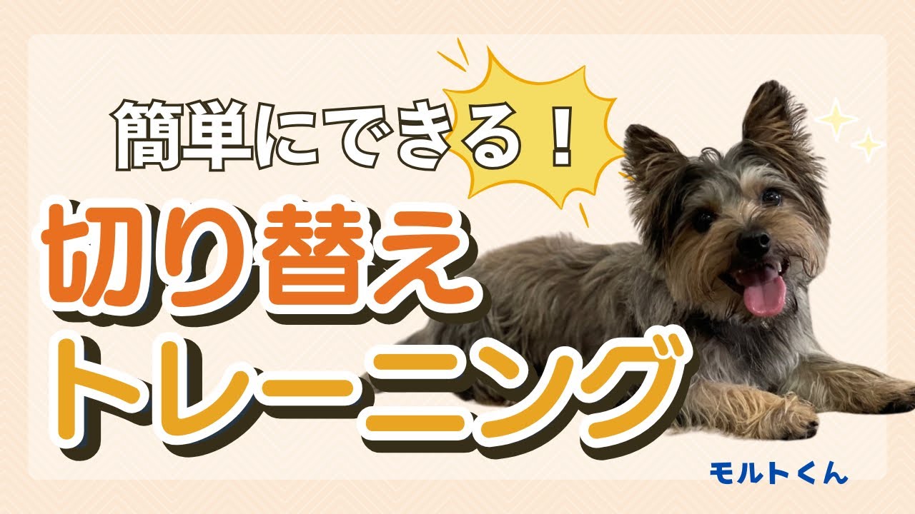 【レッスン】誘惑があっても人に合わせて歩く練習！~他犬への吠えでお悩み~