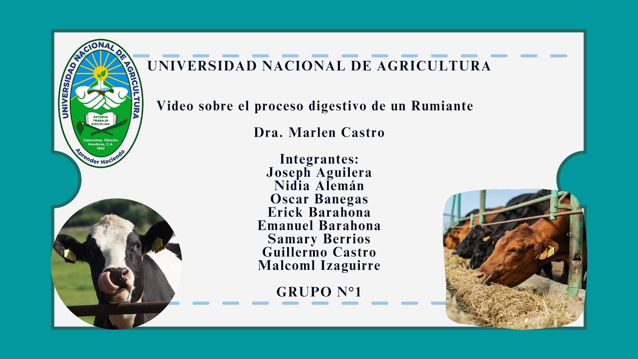 Procesos Digestivo De Un Rumiante.