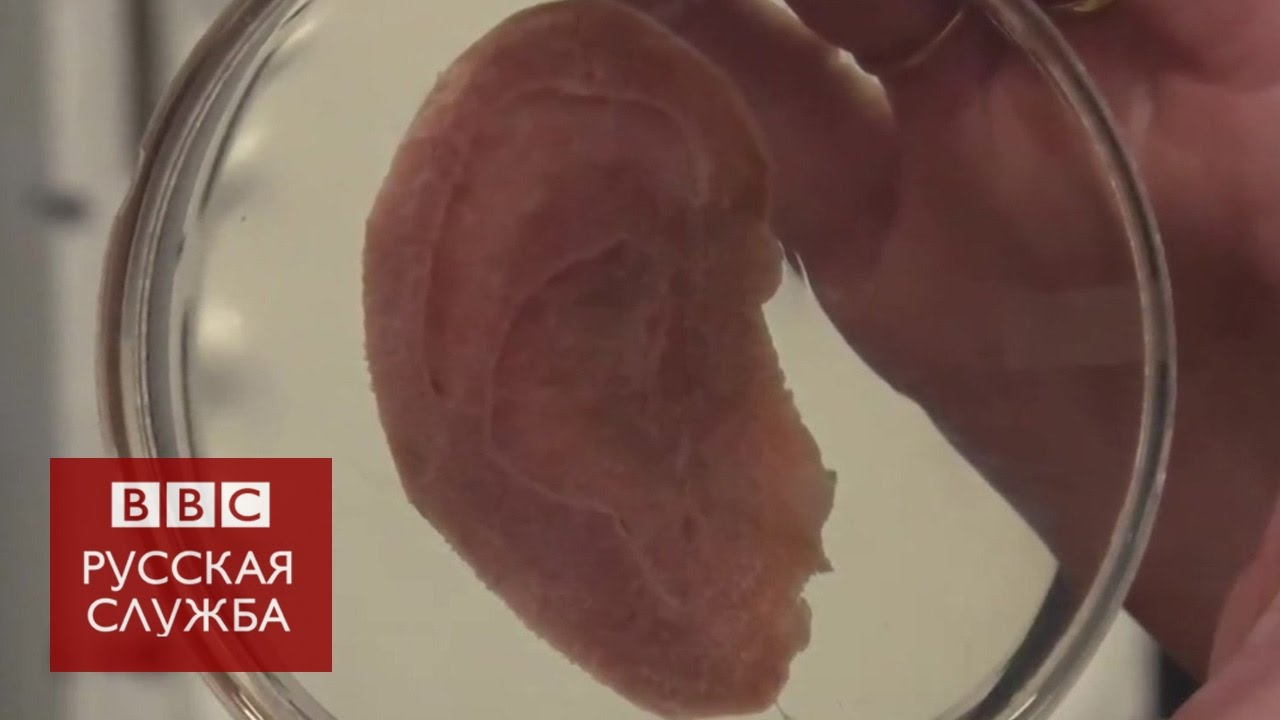 Ученые выращивают человеческие уши из яблок