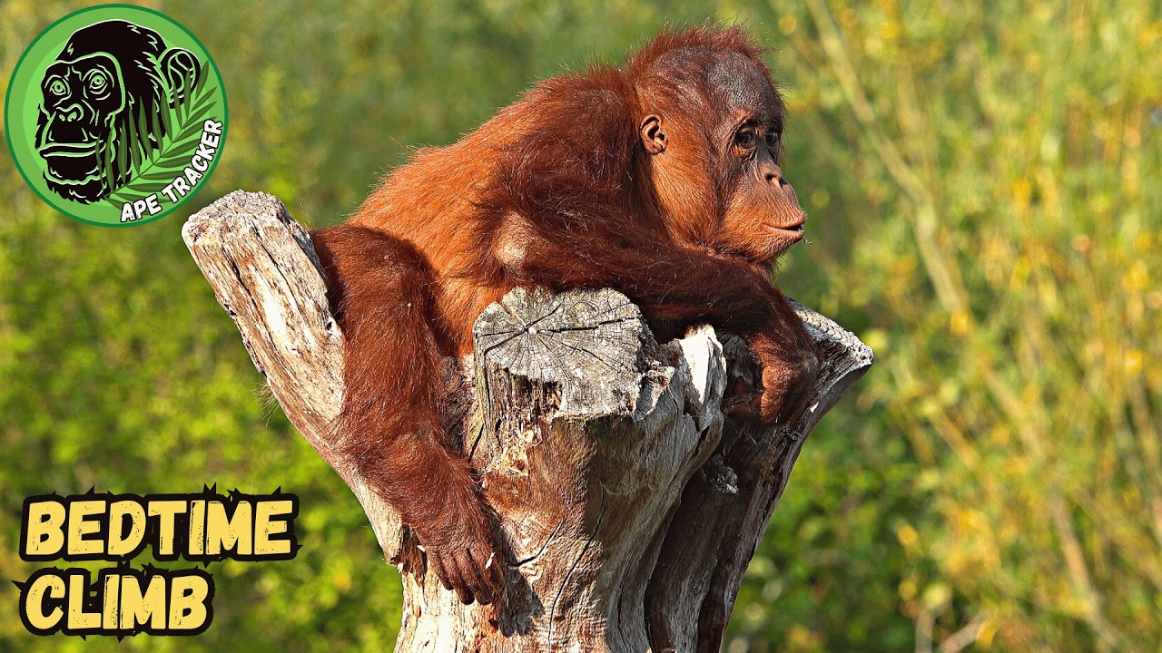Sweet Little Orangutan Hillda's Bedtime Climb 🦧🧡 #cuteanimals