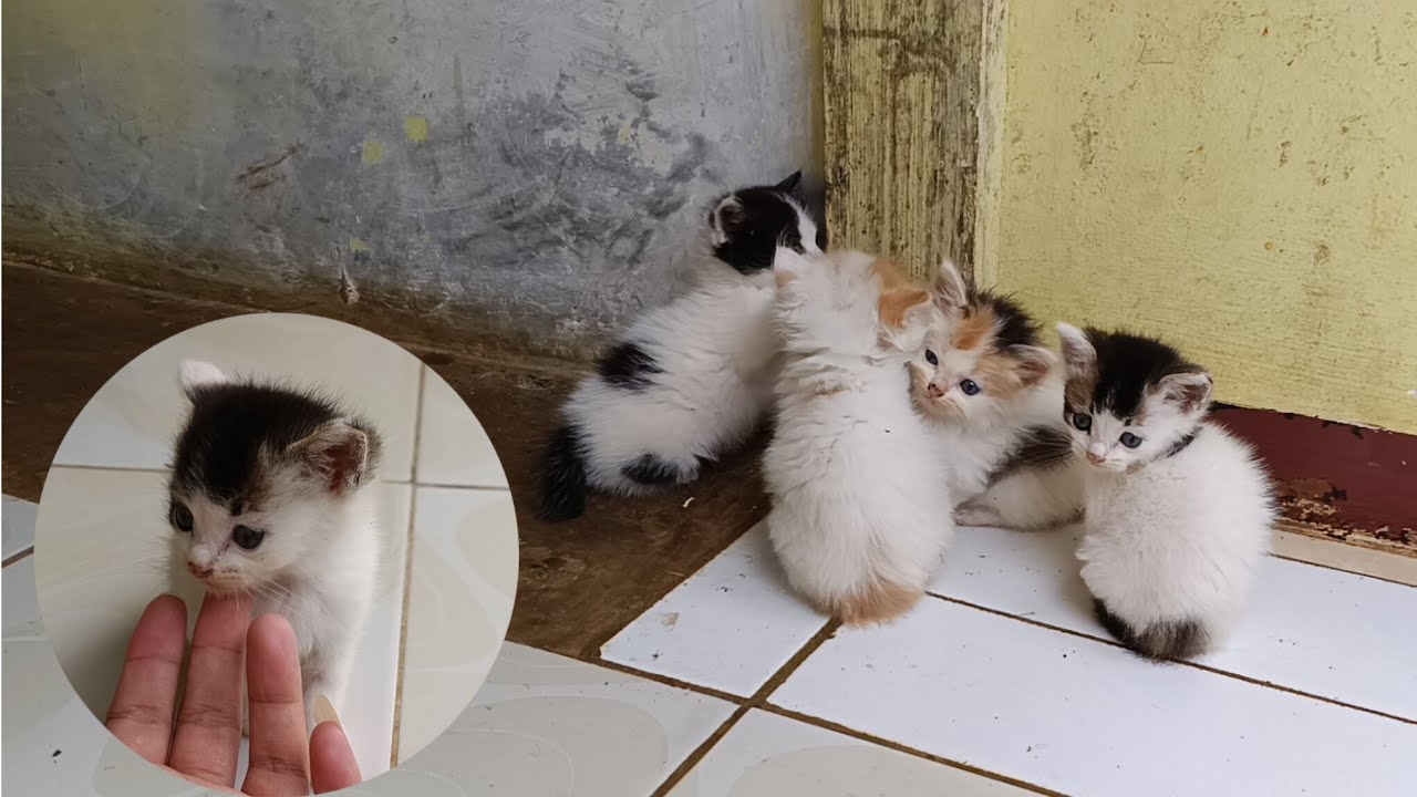 새끼 고양이 네 마리가 함께 놀고 있어요. 너무 귀엽네요!