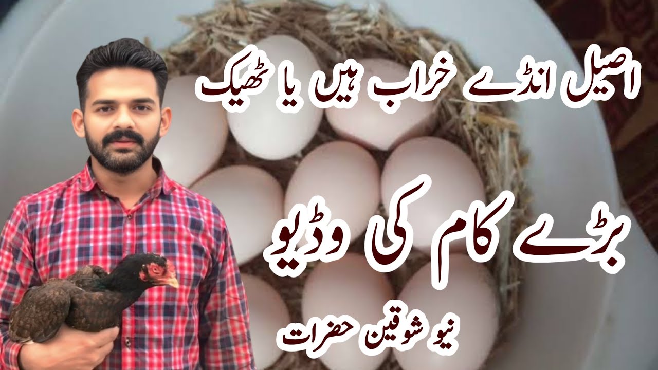 Aseel anddy khraab hain yaa theek | Anddy check karny ka tariqa | ihsan gujjar vlogs