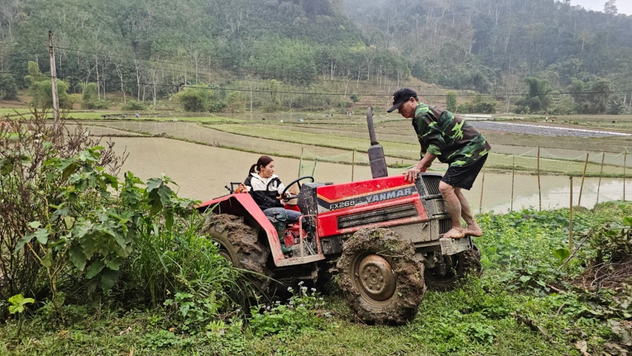 As the new rice planting season begins, threshing machines dry the soil and plow the fields.