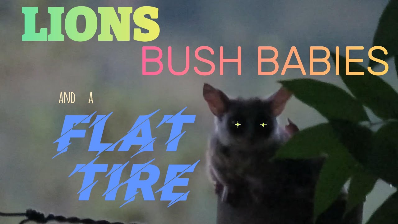 Lions,Bushbabies and a Flat Tire