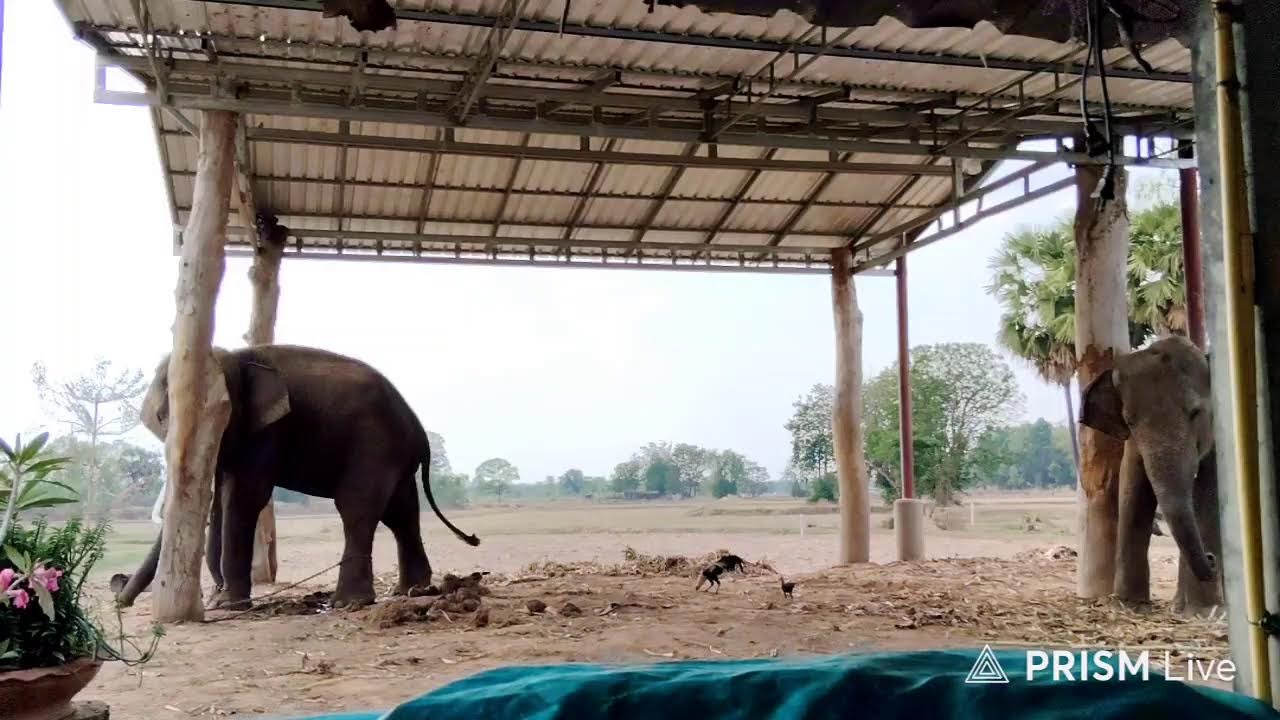 สวัสดียามบ่ายคะ💐🐘🌽🍌