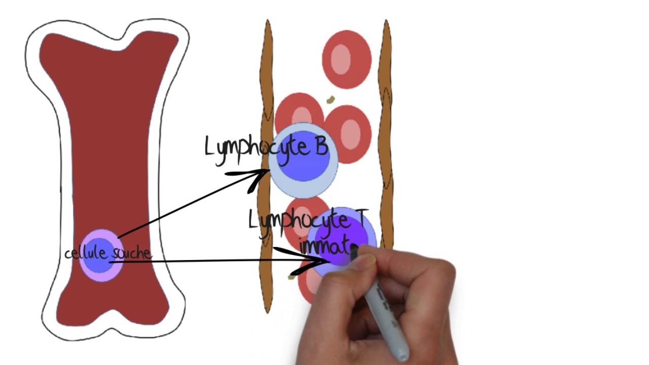 Comprendre le système lymphatique