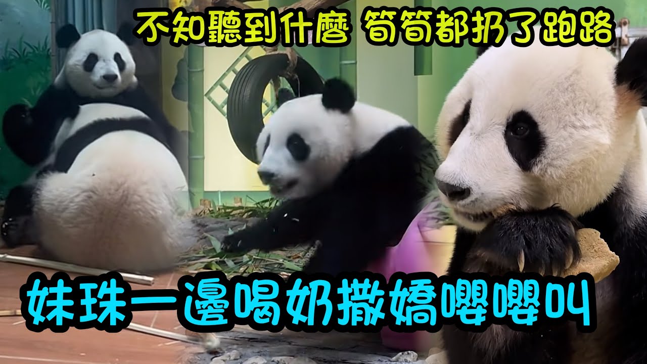 妹珠喝奶吧唧嘴，一邊喝一邊哼哼唧唧嚶嚶叫撒嬌，妹珠吃筍時突然跑開了#panda #cutepanda  #熊貓妹珠