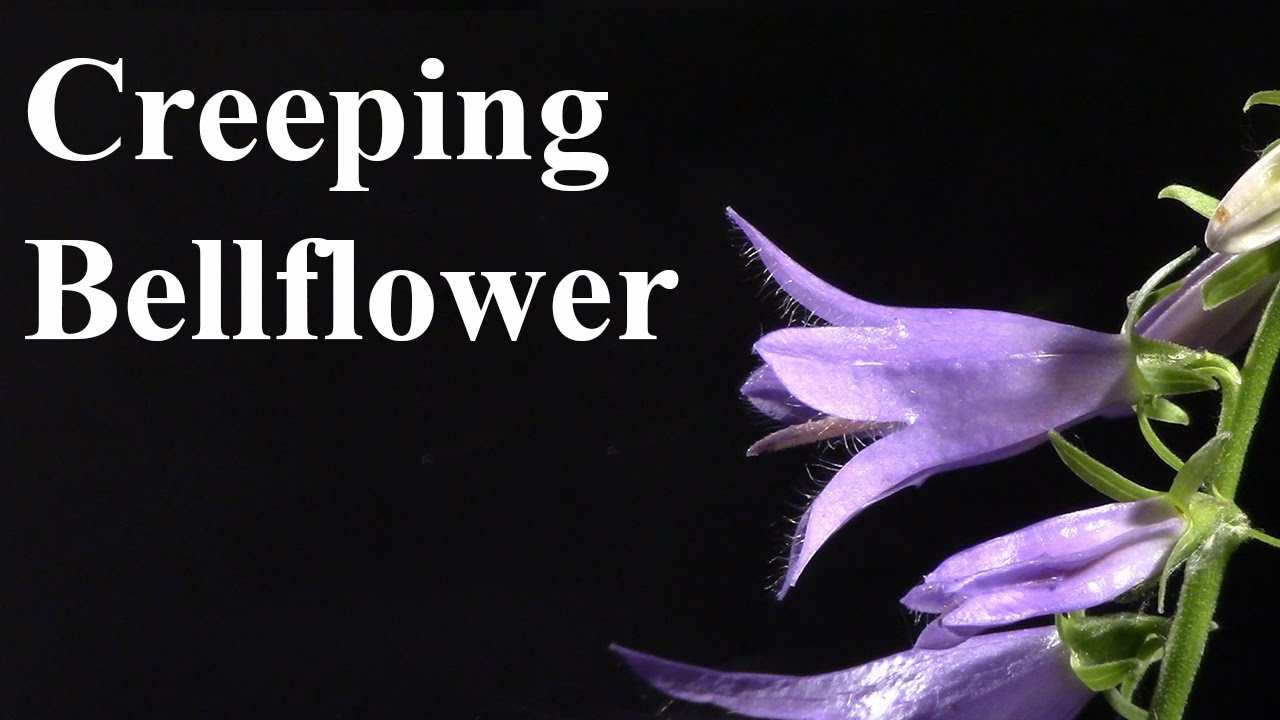 Creeping Bellflower