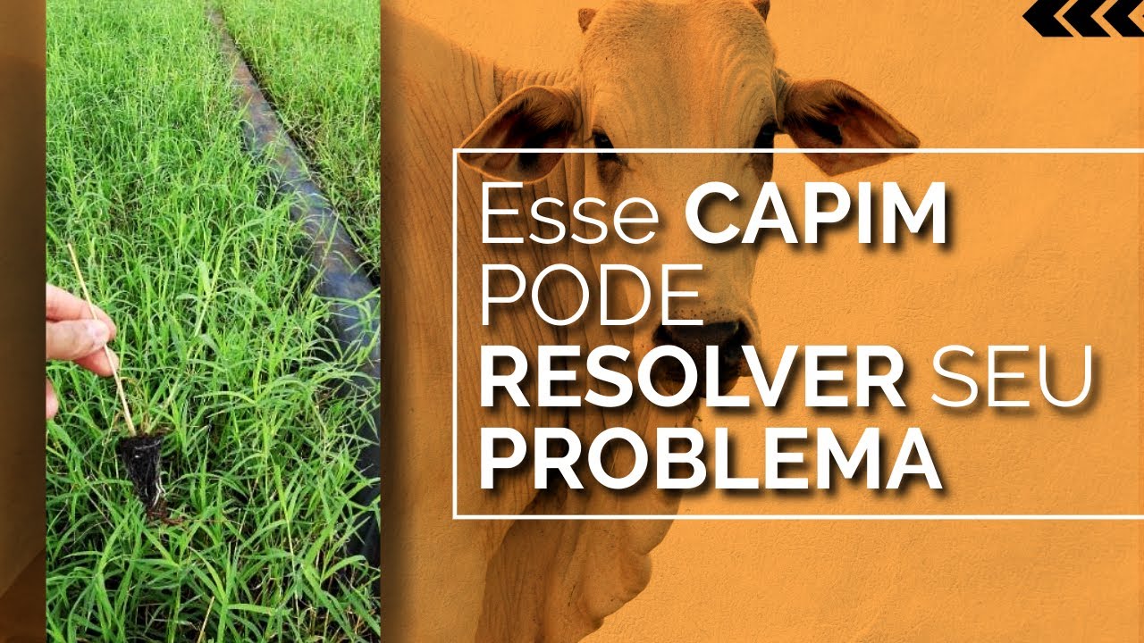 Capim Estrela Africana: Solu&ccedil;&atilde;o para Pastagem Degradada #pecu&aacute;ria