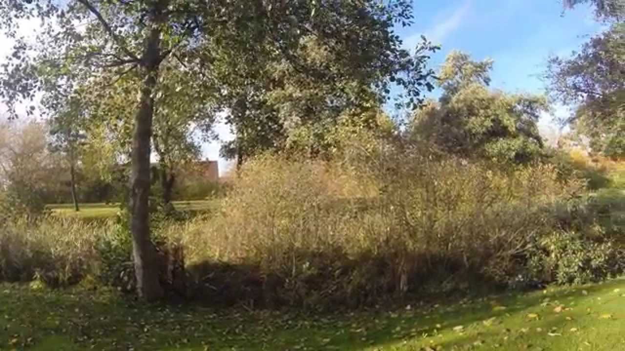 Dokumentar om frøer
