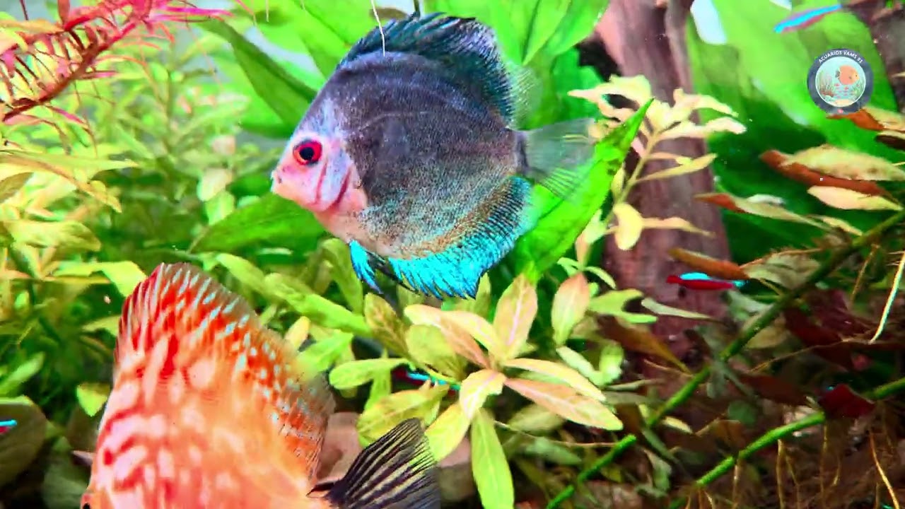 Control de Algas, Acuario de peces Discus y nuevos peces.