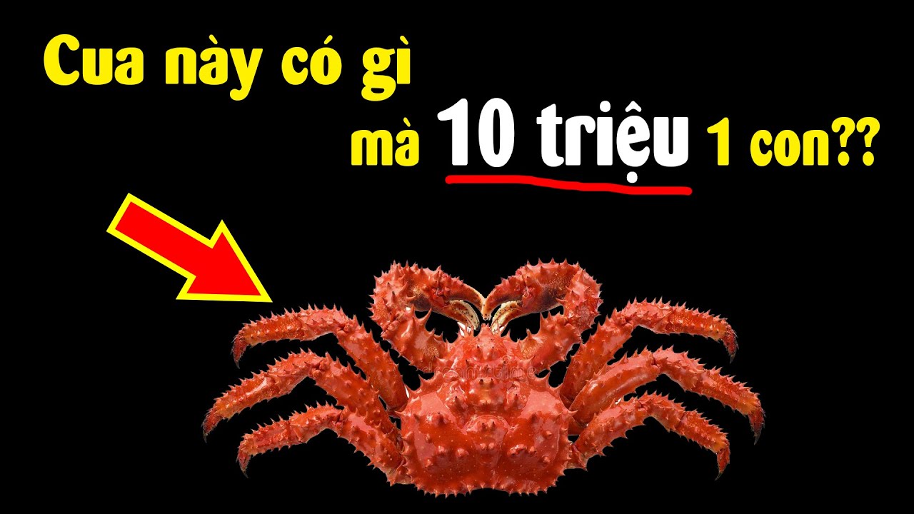 Tại sao Cua Hoàng Đế có giá siêu đắt??