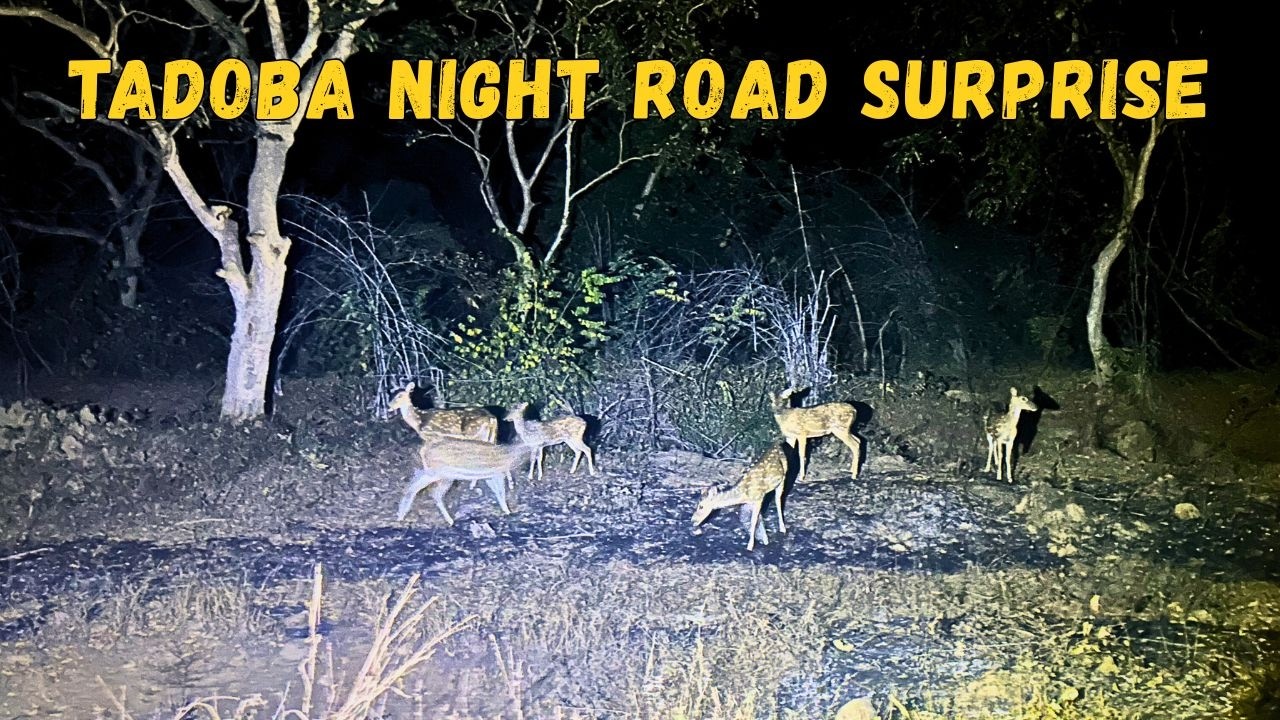 Night Drive Near Tadoba Village | Wild Animals on the Road | Tadoba Andhari Tiger Reserve
