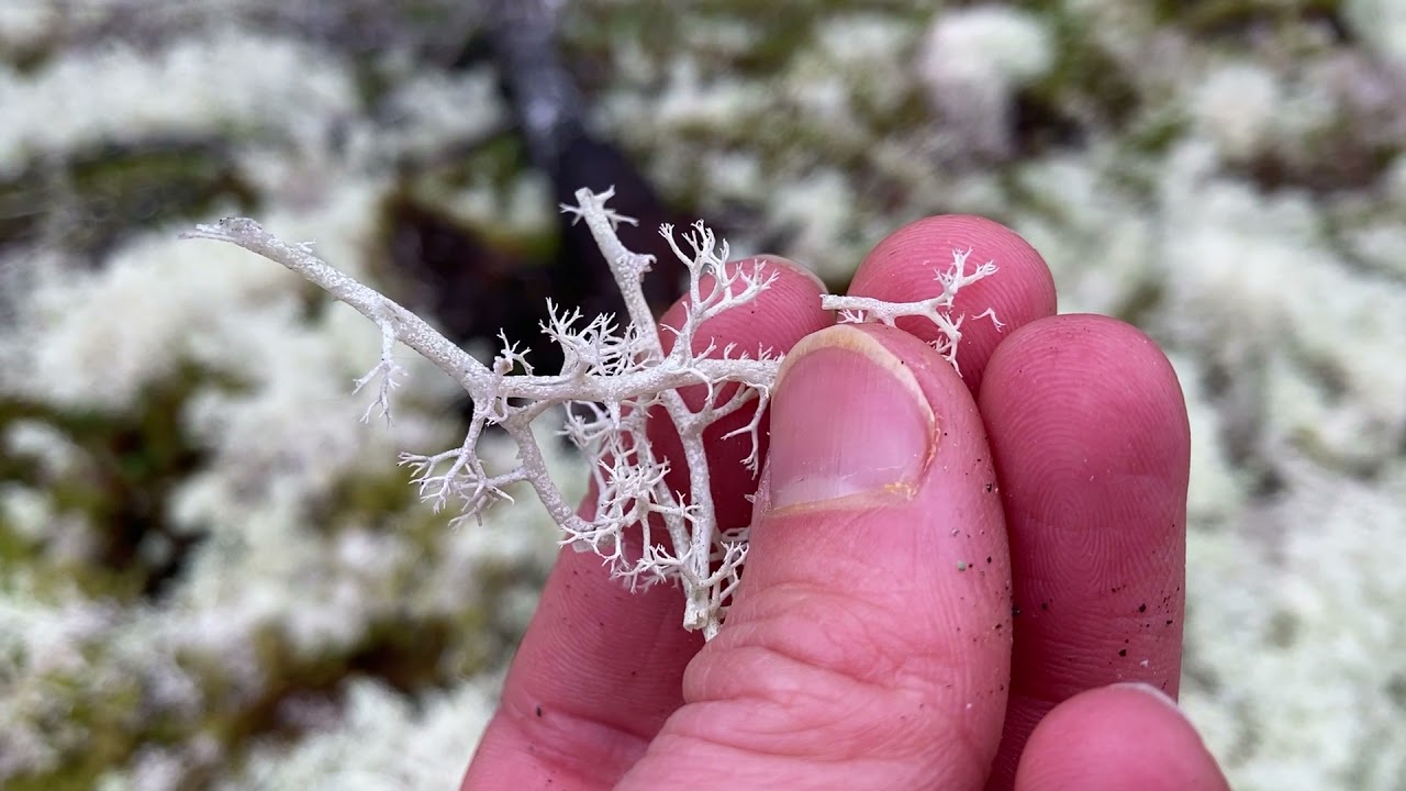 Can you eat reindeer lichen?