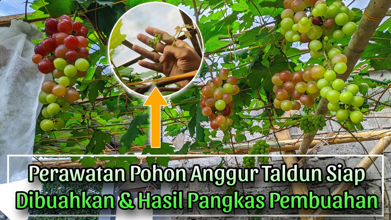 Ciri-ciri pohon anggur siap dibuahkan dan hasil pangkas pembuahan pohon anggur