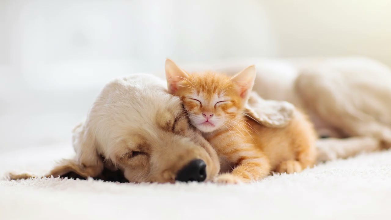 Baby Sleep Music 🌙 Fall Asleep | Calming Lullabies for Babies | Relaxing Music for Moms & Newborns