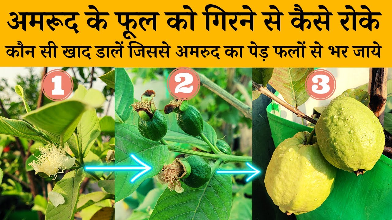 अमरूद के फूल को गिरने से कैसे रोके, कौन सी खाद डालें जिससे अमरुद का पेड़ फलों से भर जाये | Guava tree