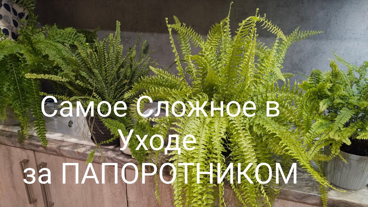 Уход за Папоротником. Полив и Не Только🪴🪴🪴#уходзапапоротником#папоротникуход#цветыдлядома