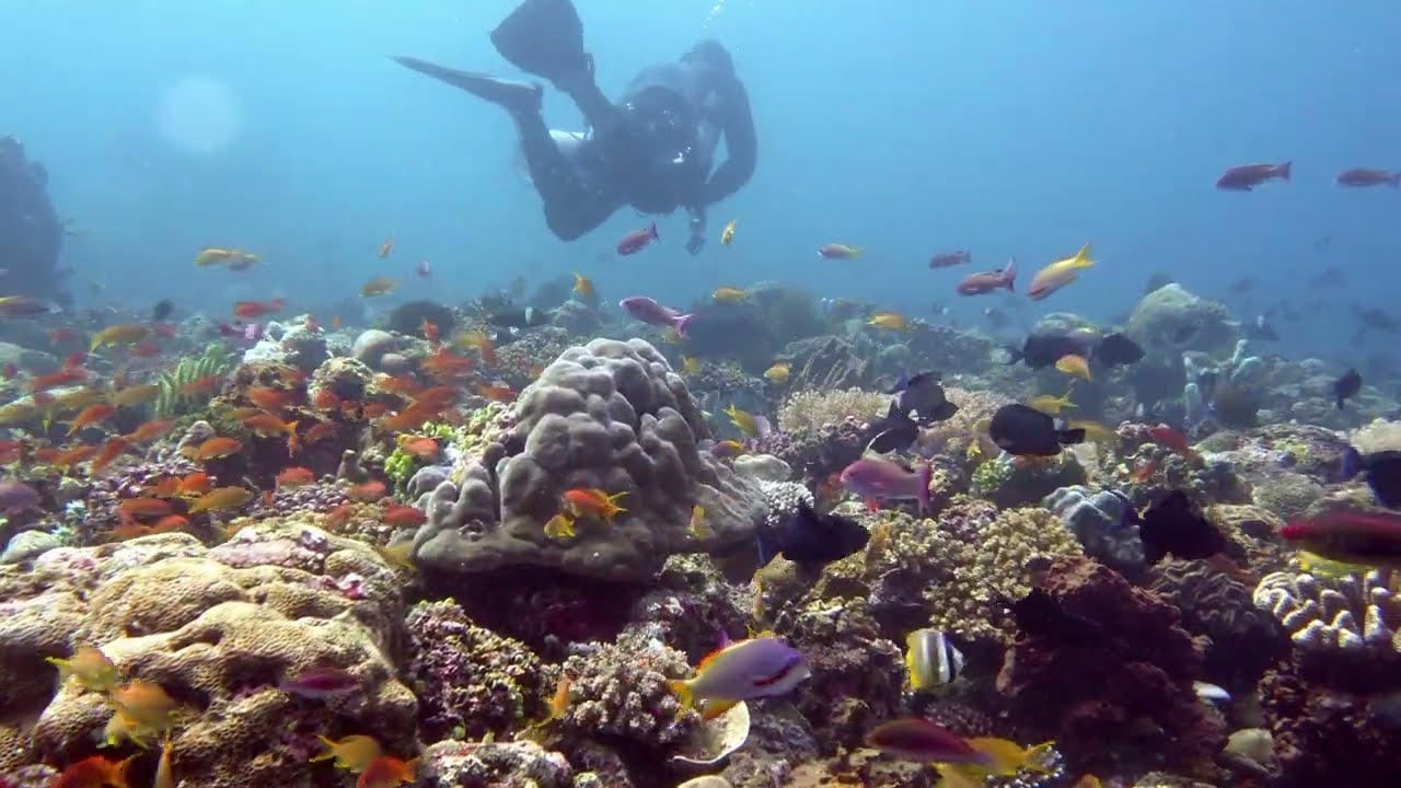 「Diving in Mabini」「sombrero island」「sea turtle」「Dive Buddies」