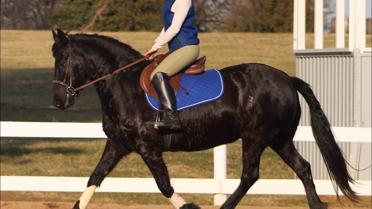 Karina- 2015 Reg. Friesian Sport Horse