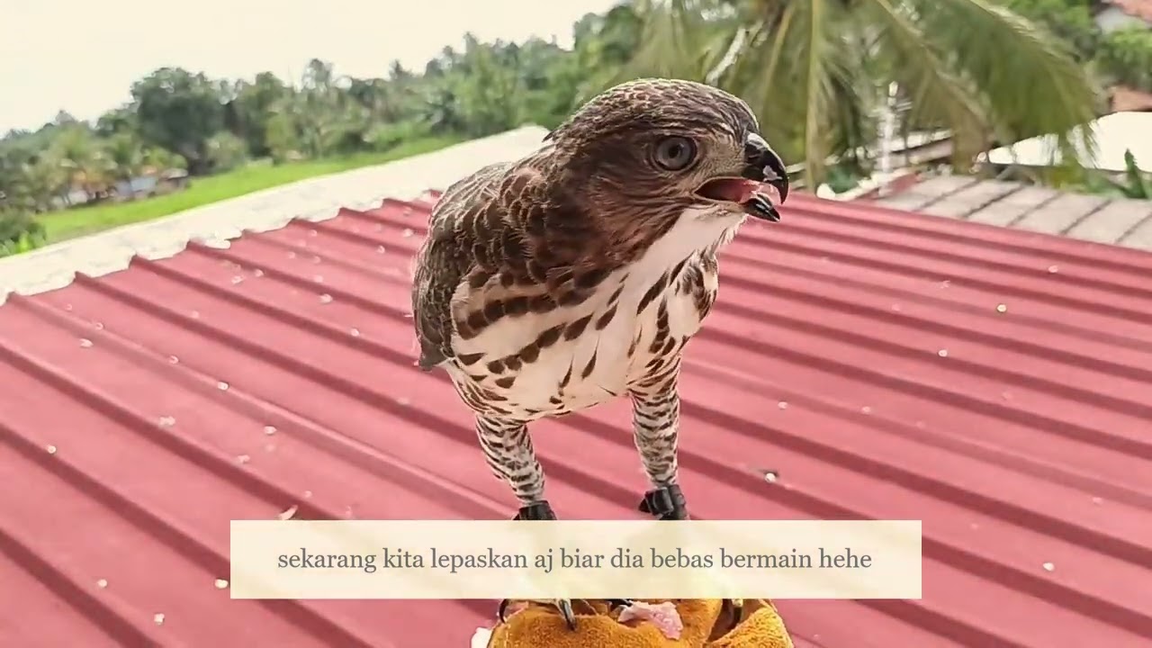Perjalanan alap2 CG (Crested Goshawk) dari kecil hingga dewasa