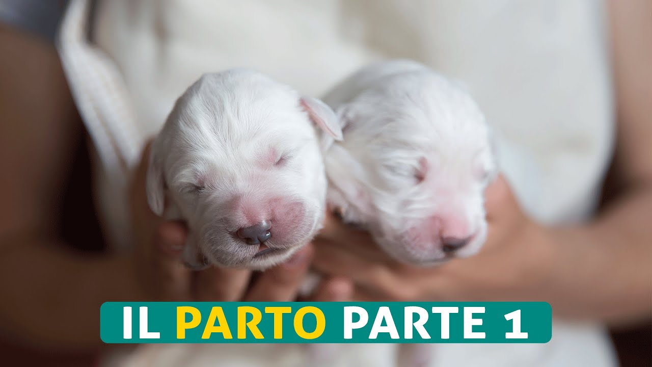 Il Parto/video1