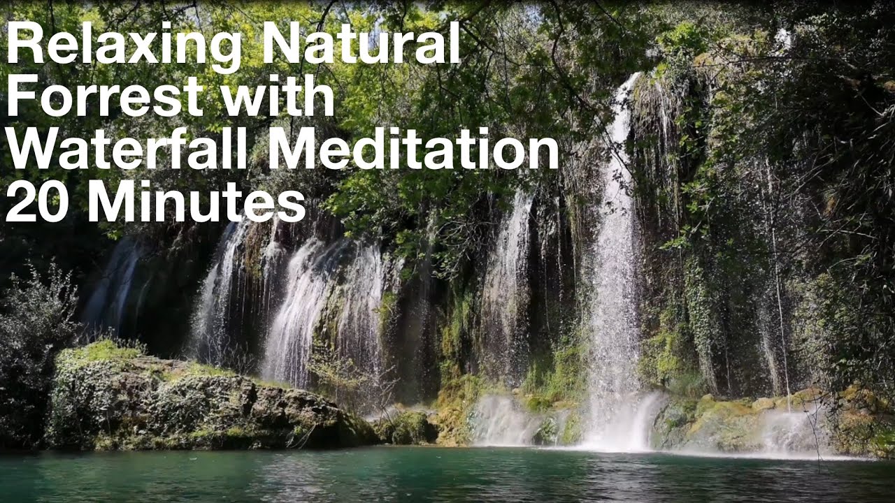 Gentle Forest Sounds | Meditation | 20 Minutes | 4K