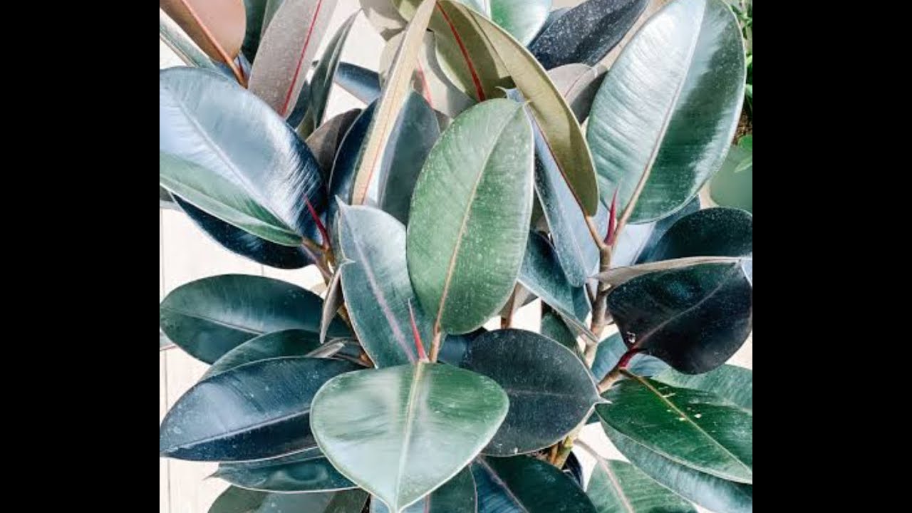 FICUS ELÁSTICA: como fazer mudas, passo a passo.