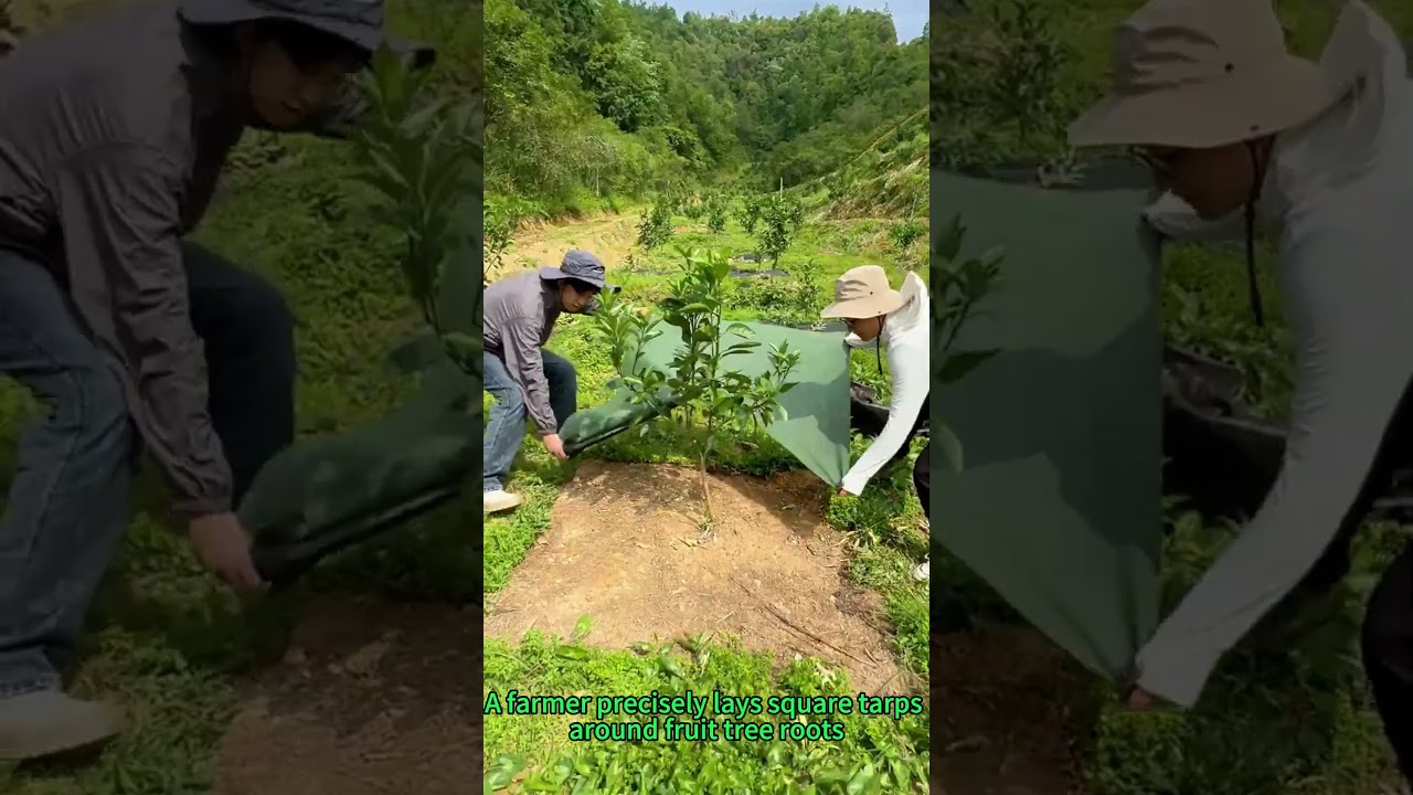 Genius Weed Control! Square Tarps for Fruit Tree Roots Care | Agricultural Tips