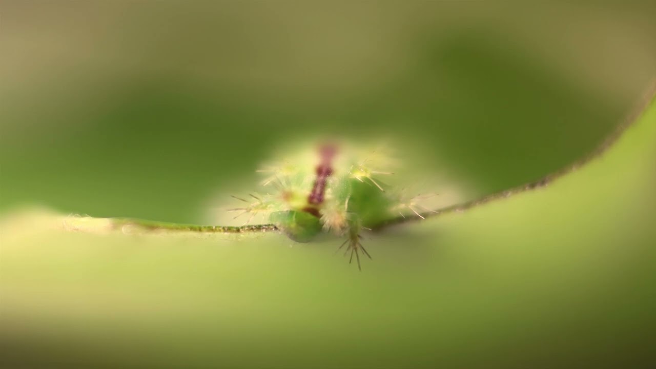 A Slug Moth (limacodidae) caterpillar eats a Sea Almond  leaf