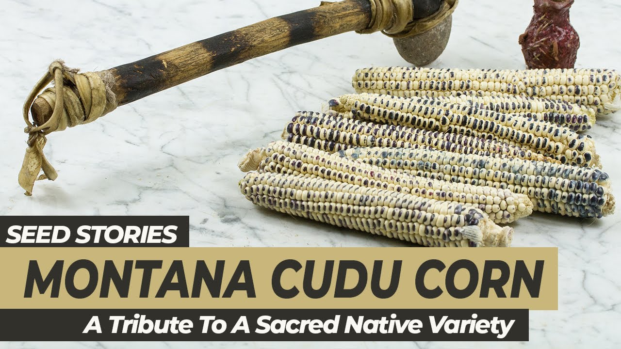 SEED STORIES | Montana Cudu Corn: A Tribute To A Sacred Native Variety