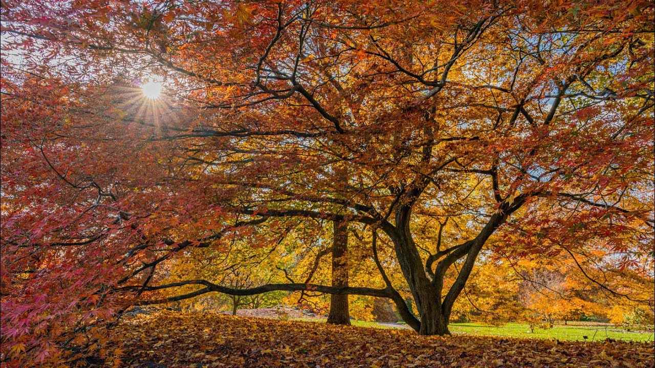 Journey Through Fall