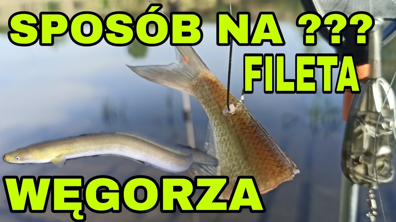 NIE WIERZYŁEM ŻE GO ZŁOWIĘ! WYPRAWA NA #WĘGORZA . nocka na fileta