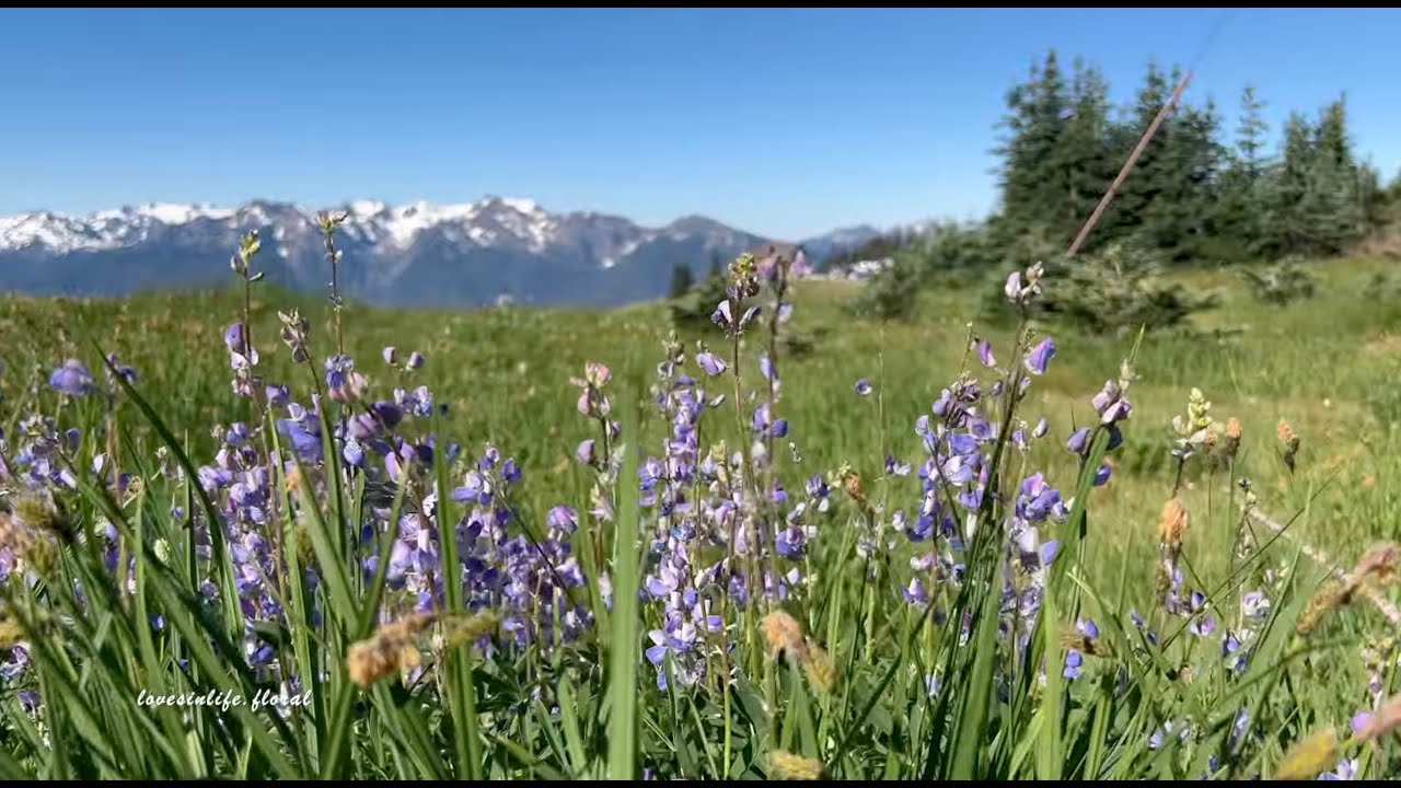 Alpine Wildflowers -  Hurricane Ridge, Olympic National Park, Washington