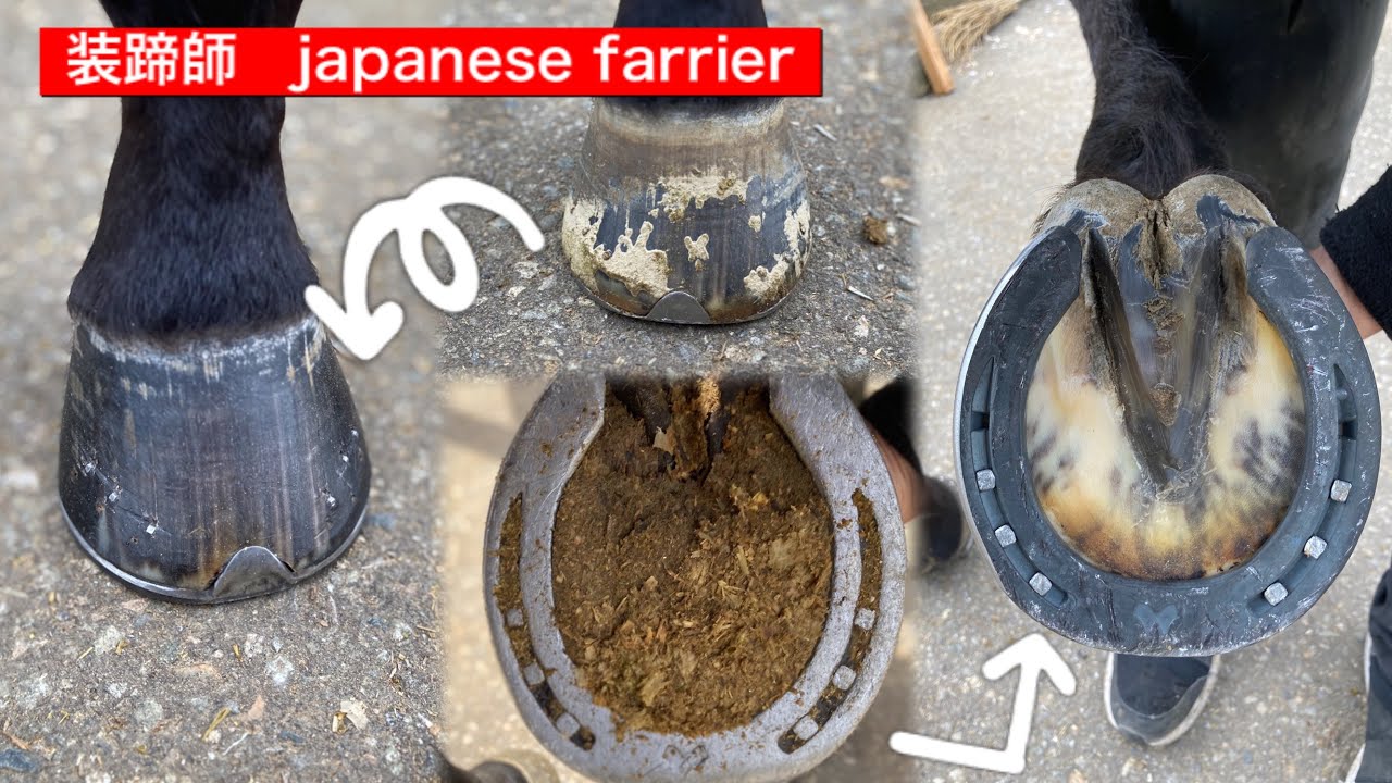 装蹄・削蹄　装蹄師　Japanese farrier