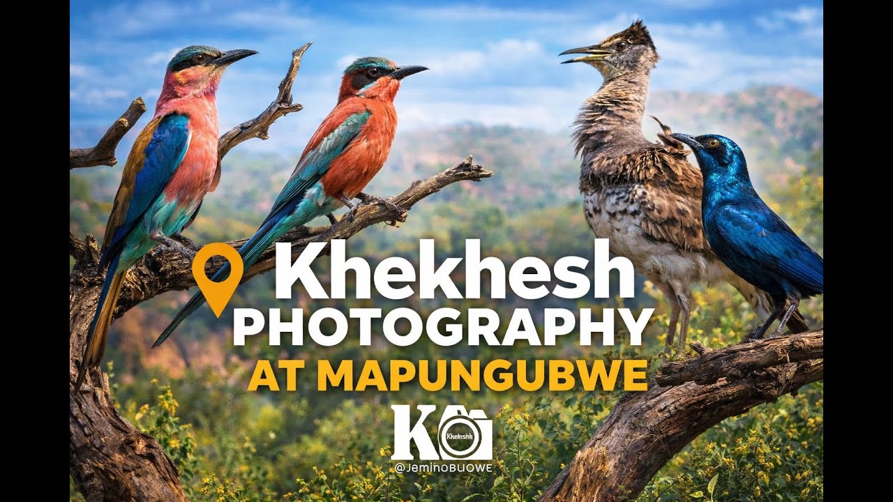 Birds of Mapungubwe | Quiet Moments in South Africa’s Wild Skies