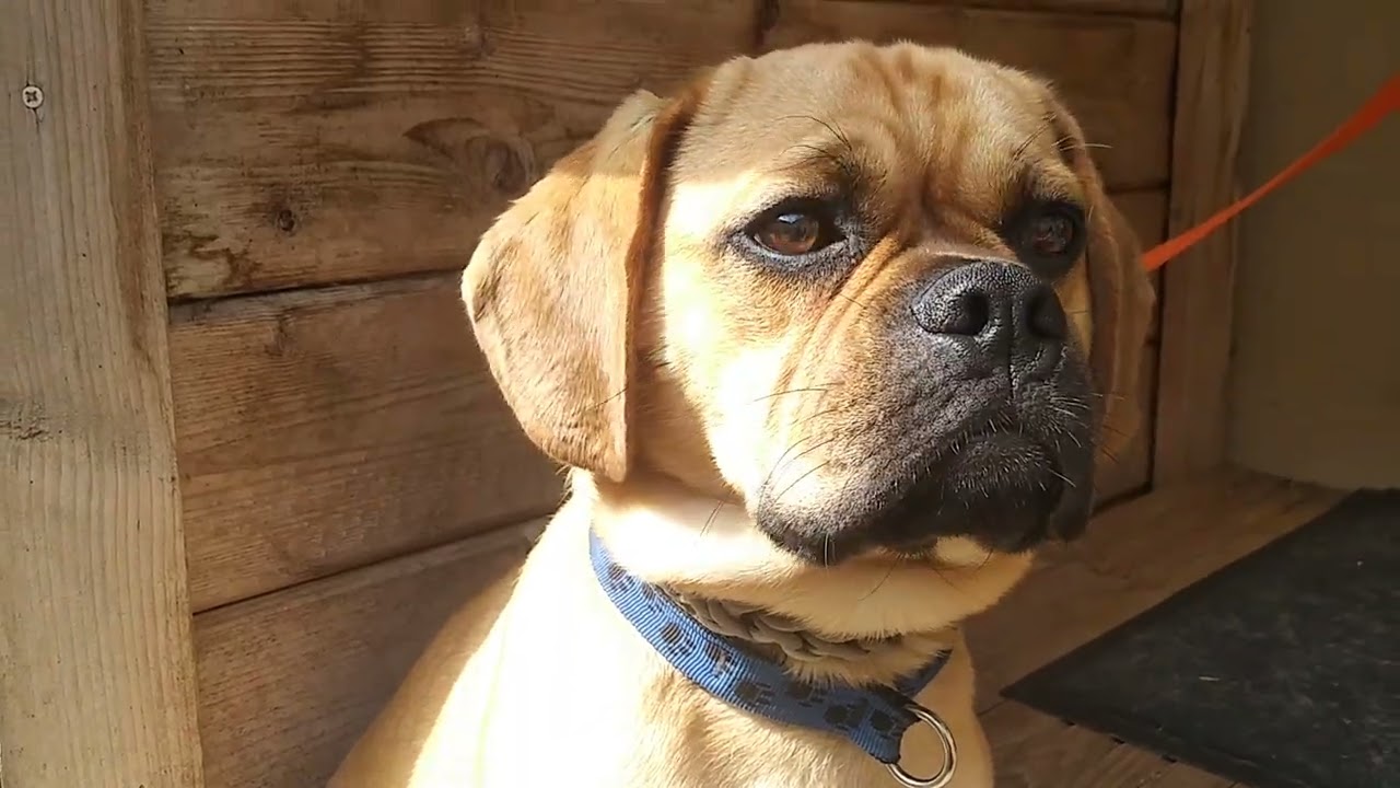 Tag vier , Schnaggel nimmt Futter ☝Warum Handfüttern? #puggle