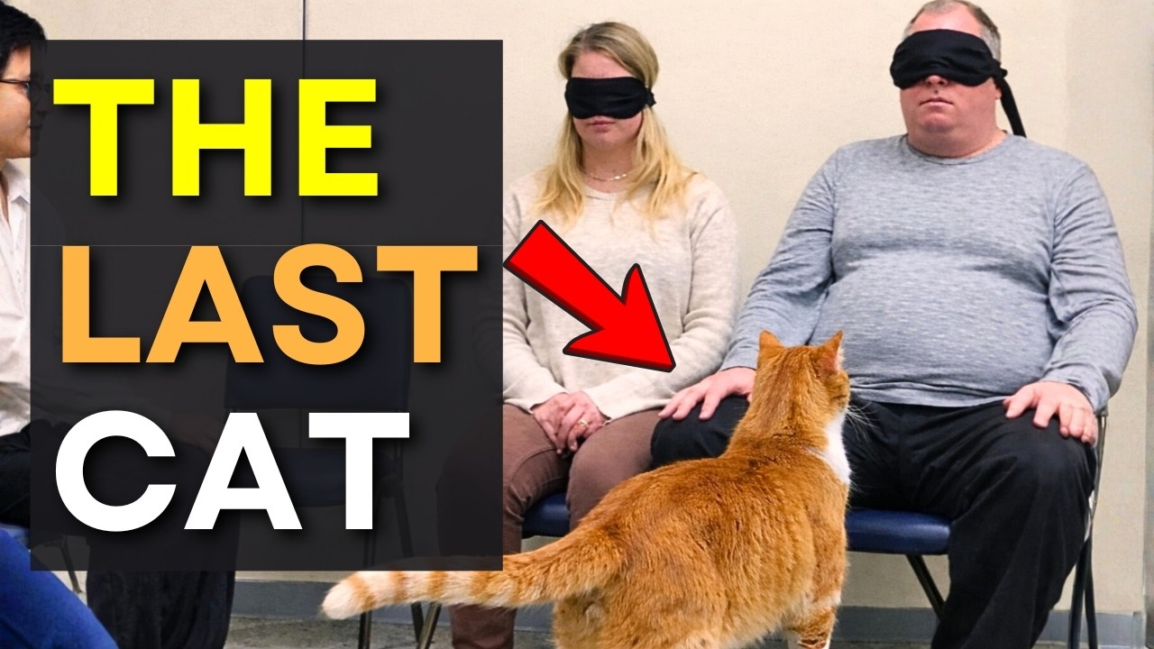 When A Cat Picks You As His Favorite Persons 😻 Cute Cat Adoption Moments