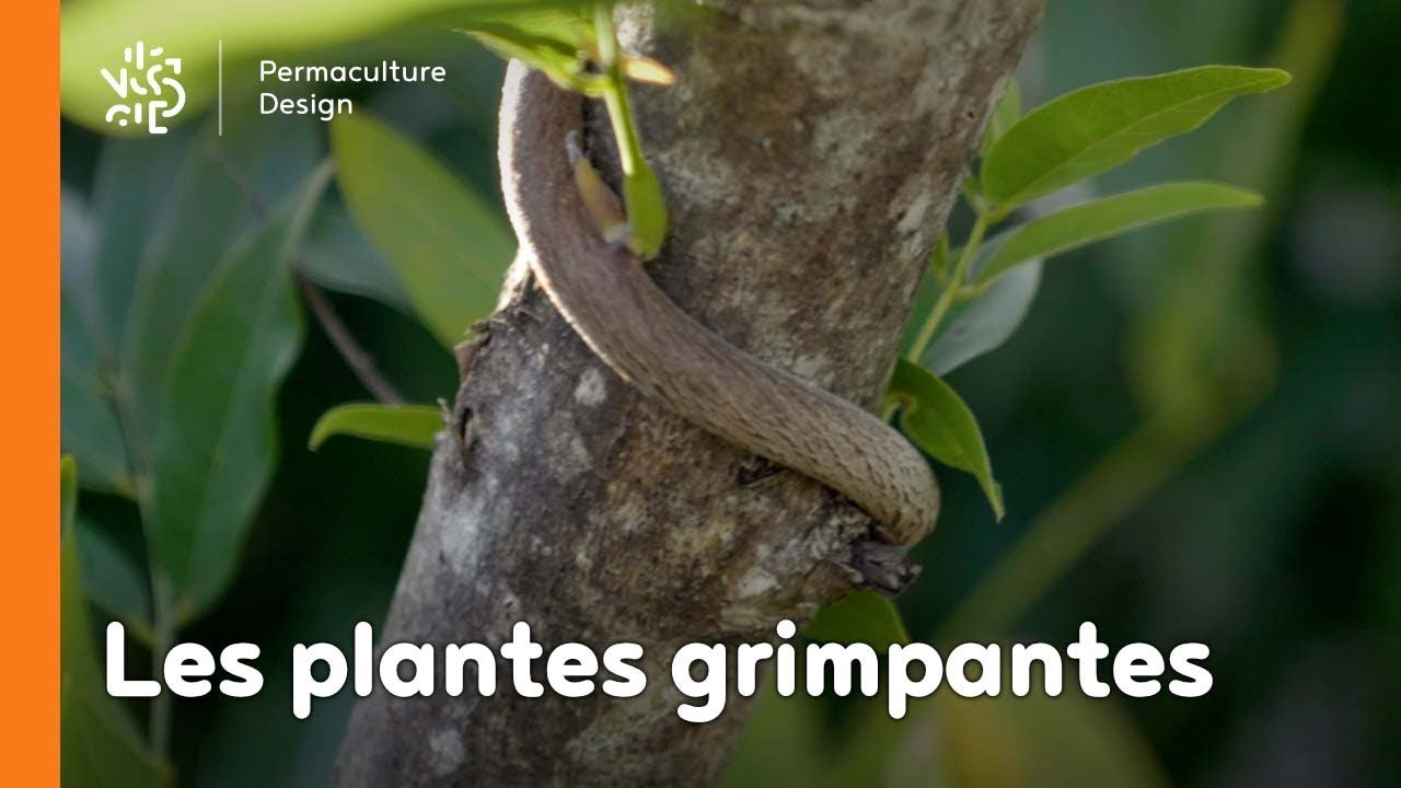 Introduction aux plantes grimpantes